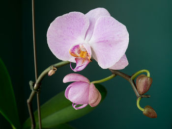 Close-up of pink orchid