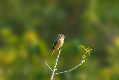 Close-up of bird perching on a plant