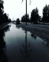 Reflection of trees in puddle