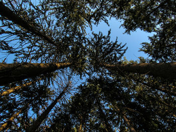 Low angle view of tree