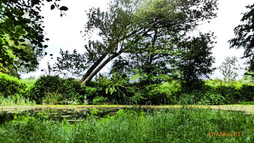 Trees in forest