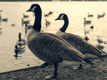 Birds on lakeshore