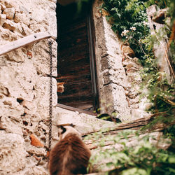 Close-up of a cat looking up