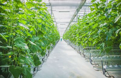 Ivy growing in greenhouse