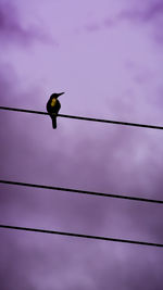 Low angle view of bird perching on cable against sky