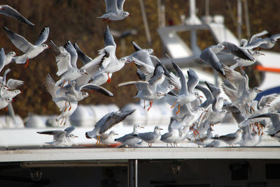 Seagulls flying