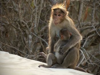 Monkey sitting outdoors