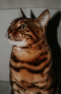 Close-up of cat looking away at home