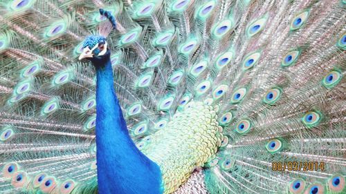 peacock