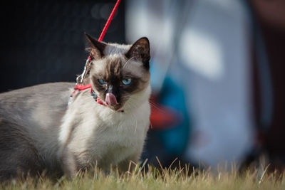 Close-up of a cat looking away