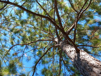 Low angle view of trees against blue sky