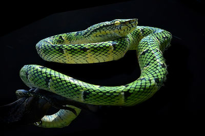 Close-up of green lizard on black background