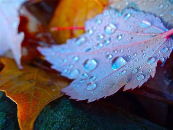 Close-up of water drops on leaves