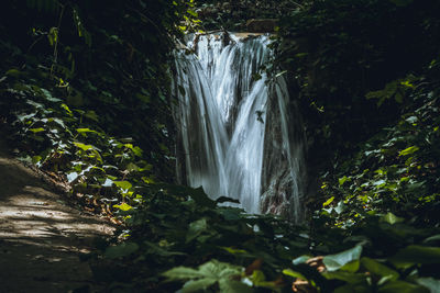 Scenic view of waterfall in forest