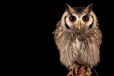 Close-up of owl