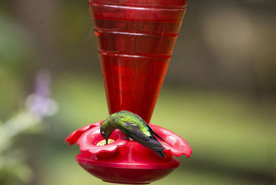 Close-up of red drink