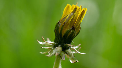 Close-up of yellow flowering plant