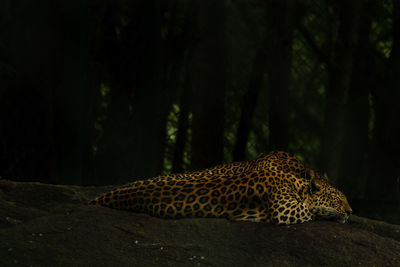 Leopard on field in forest