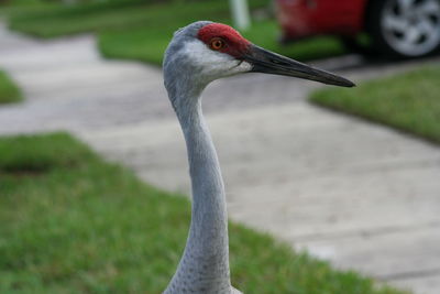 Close-up of crane