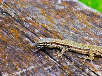 Close-up of lizard