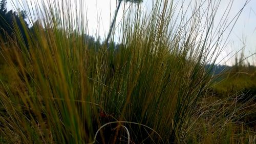 Close-up of wheat growing on field against sky