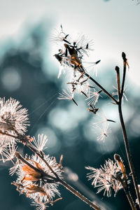 Close-up of wilted plant