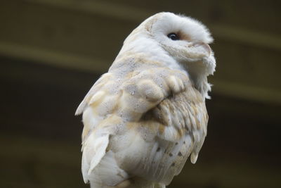 Close-up of owl perching outdoors