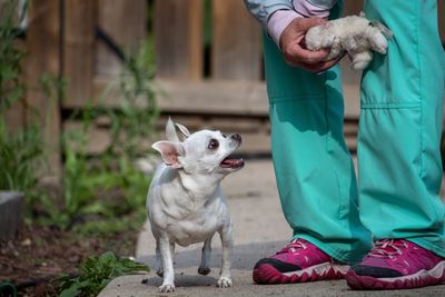 Low section of person showing stuffed toy to dog while standing on footpath