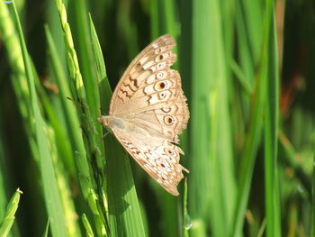 Close-up of butterfly on leaves