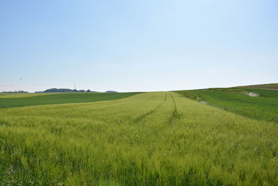 Scenic view of field against clear sky