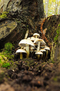 Close-up of mushrooms growing on tree trunk