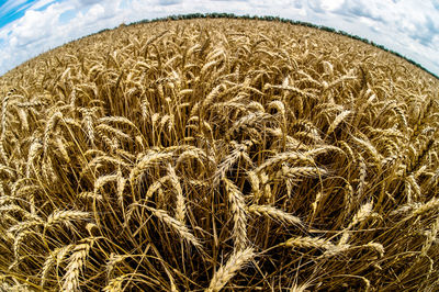 Crops growing on field against sky