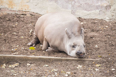 High angle view of pig on field