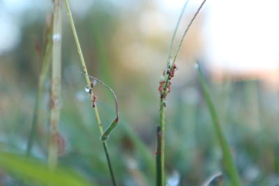 Close-up of water drops on plant