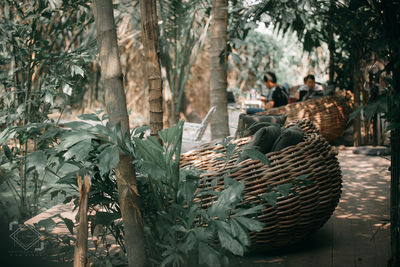 Panoramic view of an animal on tree trunk