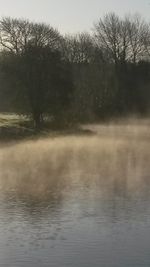 Bare trees by lake