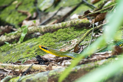 Close-up of snake in malaysia