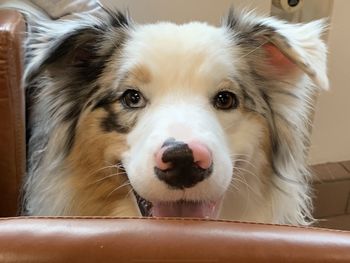 Close-up portrait of dog sticking out tongue