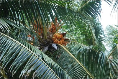 Low angle view of palm trees