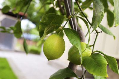 Close-up of fruits on tree