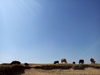 Low angle view of cows grazing on landscape against clear blue sky