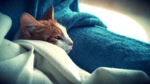 Close-up of cat resting