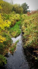 Scenic view of river amidst trees against sky