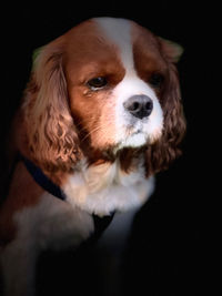 Close-up of dog looking away