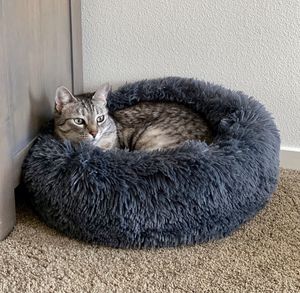 Portrait of a cat resting on rug