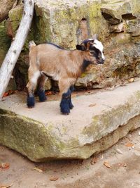 Full length of a horse standing on rock against wall