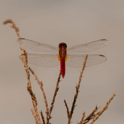 Close-up of dragonfly on twig