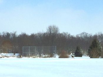 Snow covered trees on field