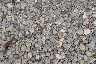 Gray pebbles on the sea beach with dried seagrass and algae deposits