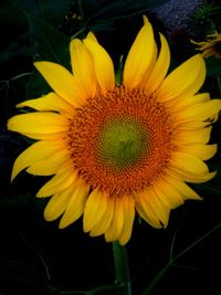 Close-up of yellow flower